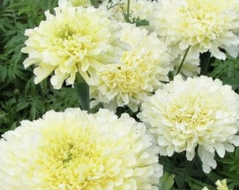 May include: Close-up of several large, creamy white marigold flowers with a soft yellow center. The flowers are in full bloom, surrounded by green foliage. The image showcases the intricate petal arrangement and natural beauty.