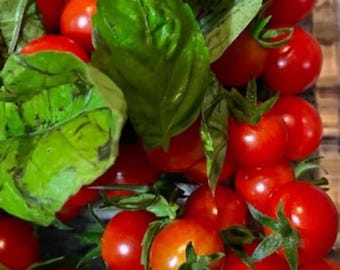 Mexican Midget Tomato Seeds NJ Grower Heirloom Organic Free Shipping