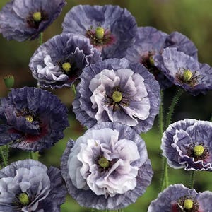 Earl Grey Seeds - Etsy
