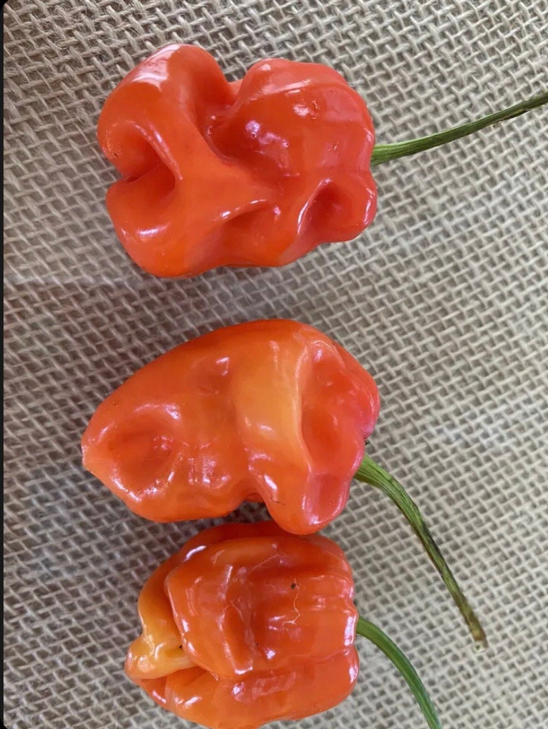 Aji Chombo Pepper Seeds Heirloom Organic NJ Grower Free Shipping