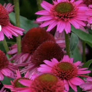 Echinacea Pink Coneflower Seeds  Heirloom USA NJ Grower see my store for largest selection