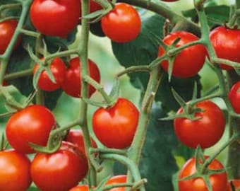 Super Sweet 100  tomato heirloom Seeds  NJ USA Grower Heirloom Organic check my store for the largest selection