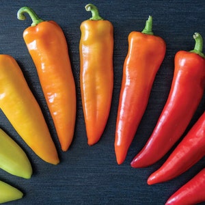 Hungarian Wax Pepper Seeds USA NJ Grower Heirloom Organic NJ Seller check my store for the largest selection