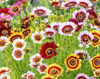 Daisy Painted Daisy Chrysanthemum Rainbow Mix Graines de fleurs annuelles Heirloom USA NJ Grower