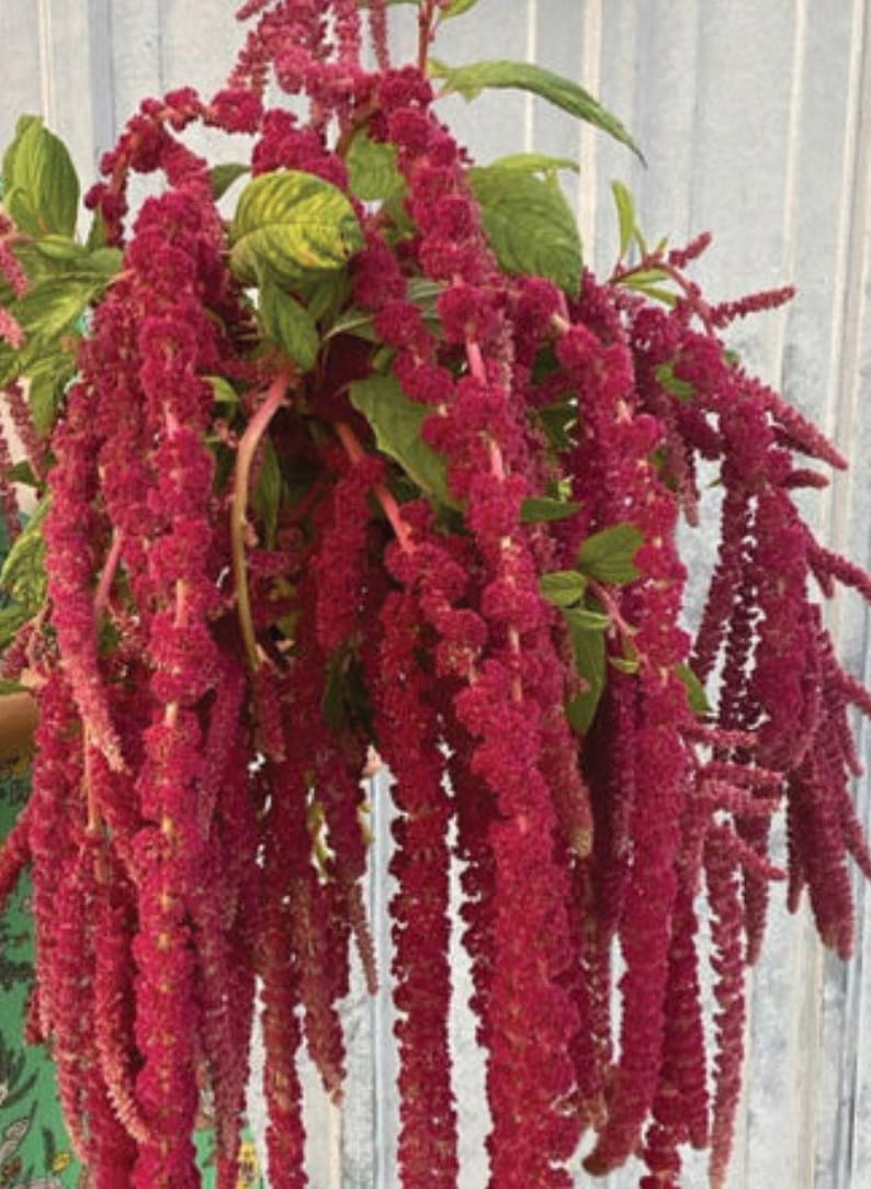 HeirloomSeedsForU Amaranthus Love Lies Bleeding Amaranth Seeds - Thumbnail 3