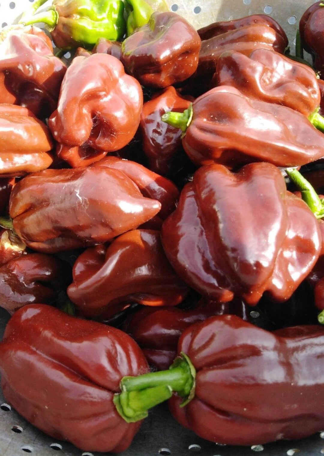 Habanero Chocolate Habanero Pepper Seeds Heirloom NJ USA See My Store