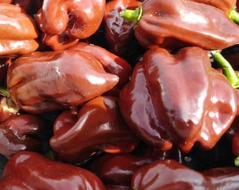 Habanero Chocolate Habanero Pepper Seeds Heirloom NJ USA See my store for largest selection