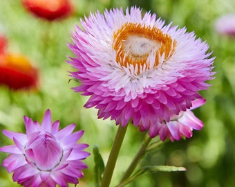 Strawflower Rose Flower Seeds USA Heirloom check my store for the largest selection