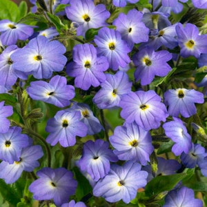 Browallia Blue Lady Browallia Americana Flower Seeds Heirloom NJ Grower Free Shipping