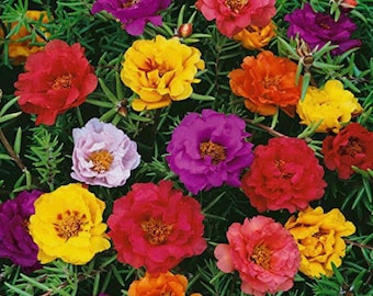 Portulaca Magic Carpet mixed seeds Heirloom USA NJ Grower see my store for largest selection