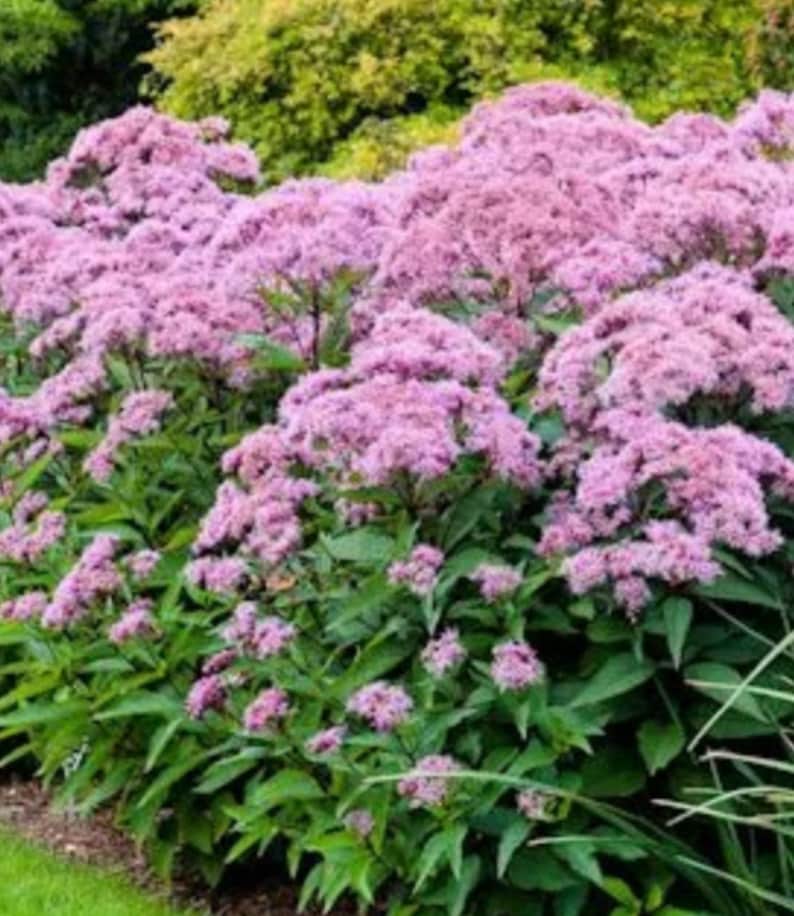 Joe Rye Flowers Joe Pye Weed Flower Seeds Heirloom USA NJ Seller Check My Store for ...