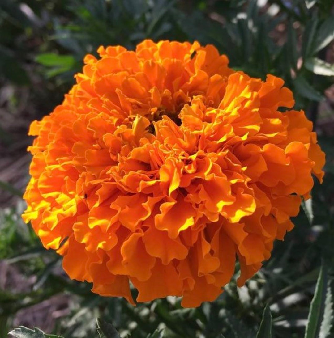 Marigold Hawaii Marigold Seeds USA Heirloom Check My Store for the ...