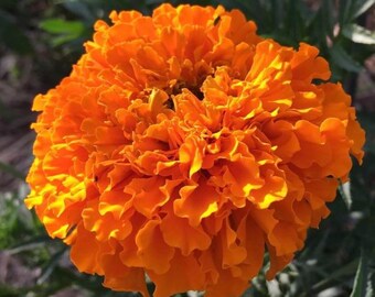 Marigold Hawaii Marigold Seeds  USA Heirloom check my store for the largest selection