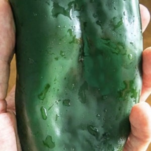 Poblano Anch Grande Pepper Seeds USA NJ Grower Heirloom Organic NJ Seller check my store for the largest selection Free Shipping