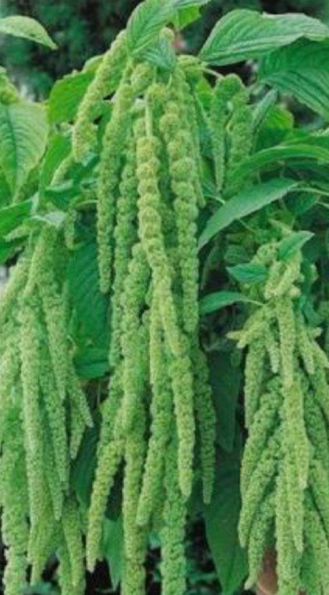 Amaranthus Green Cascade Amaranth Flower Seeds Heirloom USA NJ Etsy
