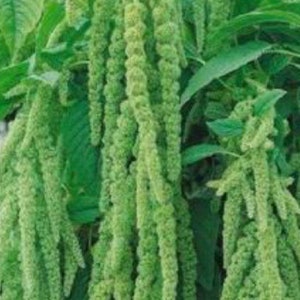 Amaranthus Green Cascade Amaranth Flower Seeds Heirloom Organic USA NJ Grower Free Shipping