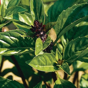 Basil Cinnamon Basil Seeds Herbs Heirloom NJ Grower Organic Free Shipping