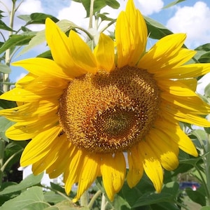 Sunflower Mammoth Grey sunflower seeds USA Heirloom NJ Grower see my store for largest selection