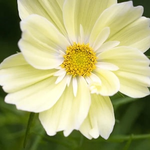 May include: Close-up of a pale yellow cosmos flower with a bright yellow center. The petals are delicate and layered, with a soft, creamy hue. The flower's center is a cluster of tiny, golden stamens, creating a striking contrast.