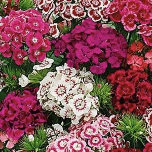 Dianthus Sweet William Dianthus seeds Heirloom USA NJ Grower see my store for largest selection