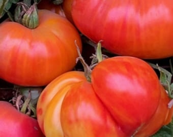 Oaxacan Jewel Tomato Seeds NJ USA Grower Heirloom Organic check my store for the largest selection.
