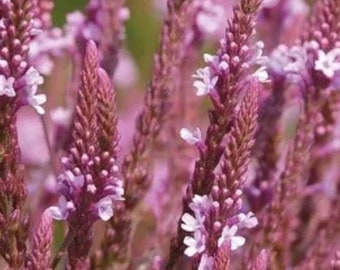 Könnte beinhalten: Nahaufnahme einer Gruppe von lila Verbenenblüten. Die Blüten sind in voller Blüte und haben ein zartes, federartiges Aussehen.