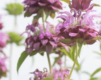 May include: Close-up of a cluster of purple bergamot flowers with green leaves. The flowers are in bloom and have a delicate, frilly appearance.
