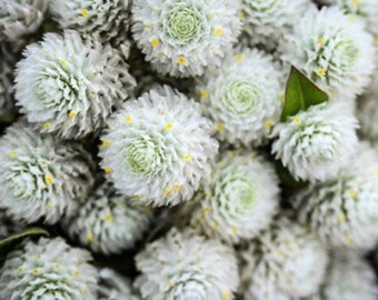 Gomphrena White  globosa Gomphrena flower Seeds Heirloom USA NJ Seller check my store for largest selection