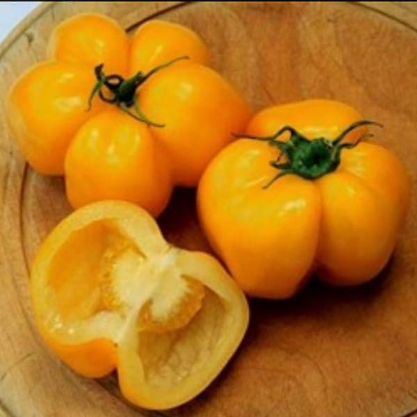 Yellow Stuffer Golden Stuffer Tomato Seeds USA NJ Grower Heirloom Organic check my store for more for the largest selection