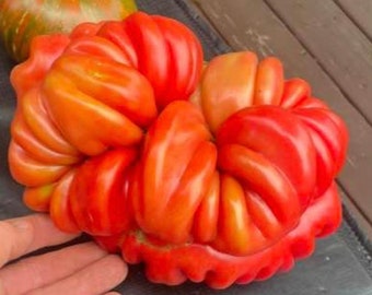 Mushroom Basket Tomato Seeds USA NJ Grower Heirloom Organic check my store for the largest selection. Free Shipping