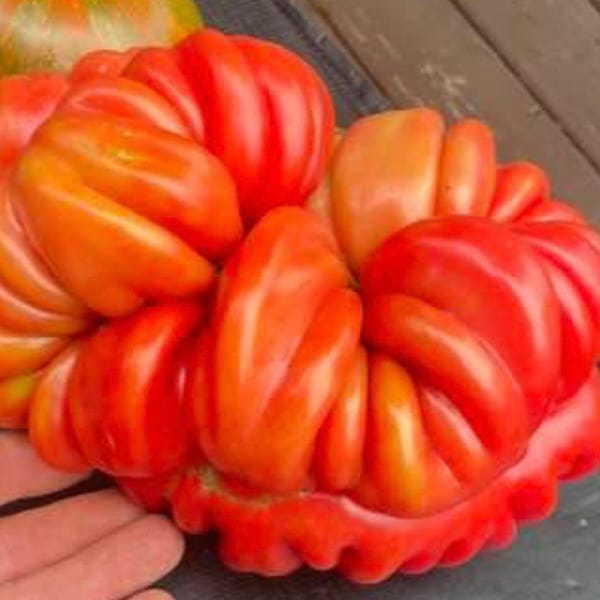 Mushroom Basket Tomato Seeds USA NJ Grower Heirloom Organic check my store for the largest selection. Free Shipping