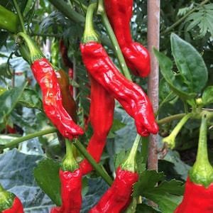 Shishito Pepper Seeds Heirloom Rare  NJ USA Grower Seller Check my store for the larges selections