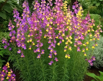 Snapdragon Northern Lights Tall Antirrhinum seeds Heirloom USA NJ Grower see my store for largest selection