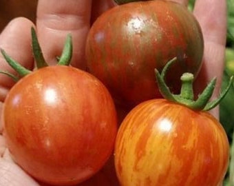 Sunrise Bumble bee Tomato Seeds NJ USA bumblebee Grower Heirloom Organic check my store for the largest selection.