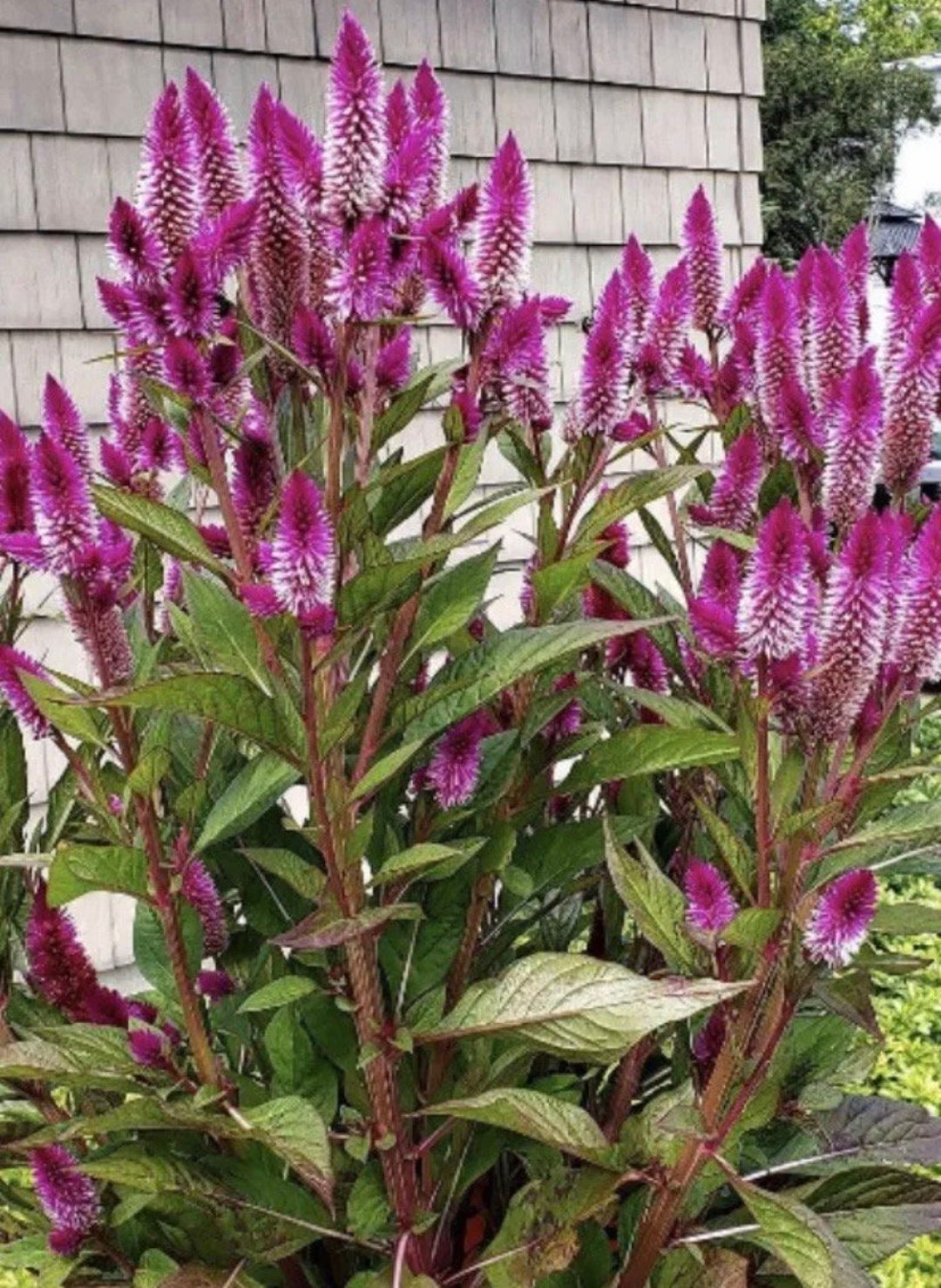 Celosia Asian Garden Pink Fushia Celosia Flower Seeds Heirloom NJ ...