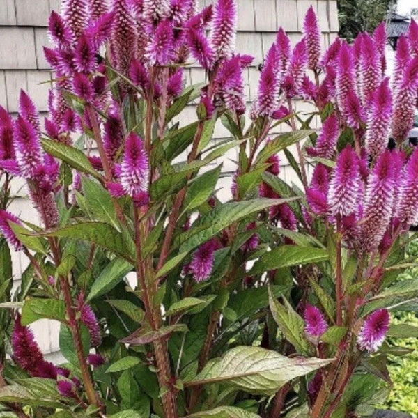 Celosia Asian Garden Pink Fushia Celosia Flower Seeds Heirloom NJ Seller Free Shipping