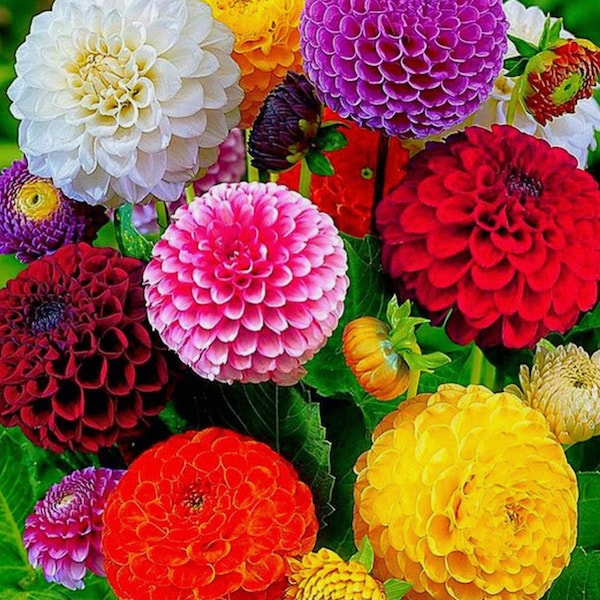Dahlia Pompon Dahlia Flower Seeds Heirloom USA NJ Seller check my store for largest select
