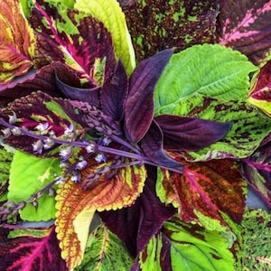 Coleus Pinto Mix Flower Seeds Heirloom NJ Grower Free Shipping