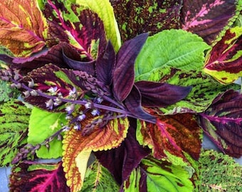 Coleus Pinto Mix Flower Seeds Heirloom NJ Grower Free Shipping