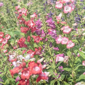 Penstemon Hartwegii Mix flower Seeds Free Shipping Heirloom Organic