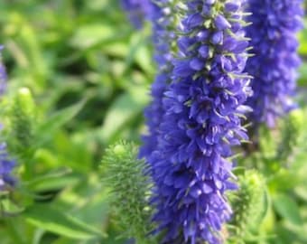 How to Grow and Care for Spiked speedwell 'Royal Candles How to Grow and Care for Spiked speedwell 'Royal Candles