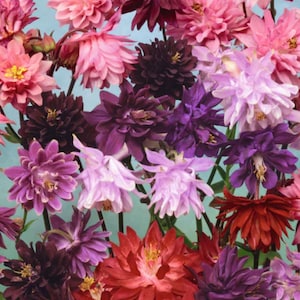 Columbine Double Tall Mix Aquilegia Vulgaris flower Seeds Heirloom  Caerulea NJ Seller Free Shipping