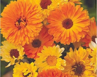 Calendula Pacific Beauty Mix Seeds Flower NJ Grower Free Shipping