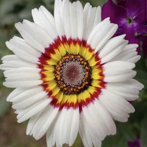 Daisy Cape White Venidum Monarch flower Seeds Heirloom USA NJ Seller check my store for largest selection