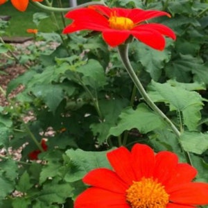 Sunflower Red Mexican Tithonia sunflower seeds USA Heirloom NJ Grower see my store for largest selection