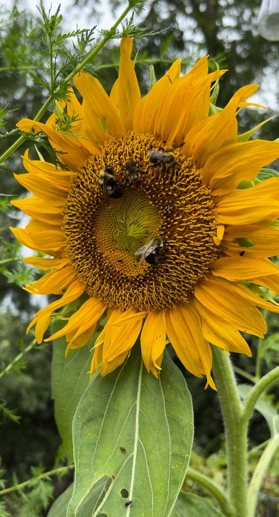 USA製 90s ひまわり L SONFLOWERS (SUNFLOWERS) Skyscraper-SunflowerBC1__44846