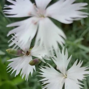 May include: Close-up of white flowers with fringed petals. The flowers have a delicate appearance, with multiple blooms visible against a backdrop of green foliage. The petals are a bright white, and the overall effect is soft and natural.