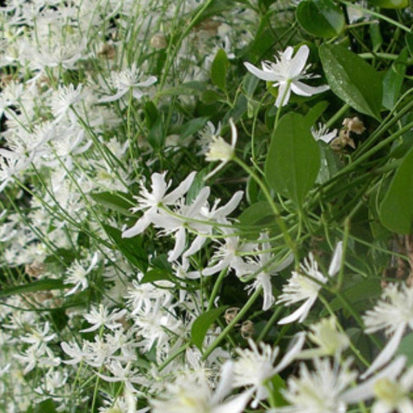 Clematis Sweet Autumn Clematis 40 seeds Heirloom Organic NJ Free Shipping