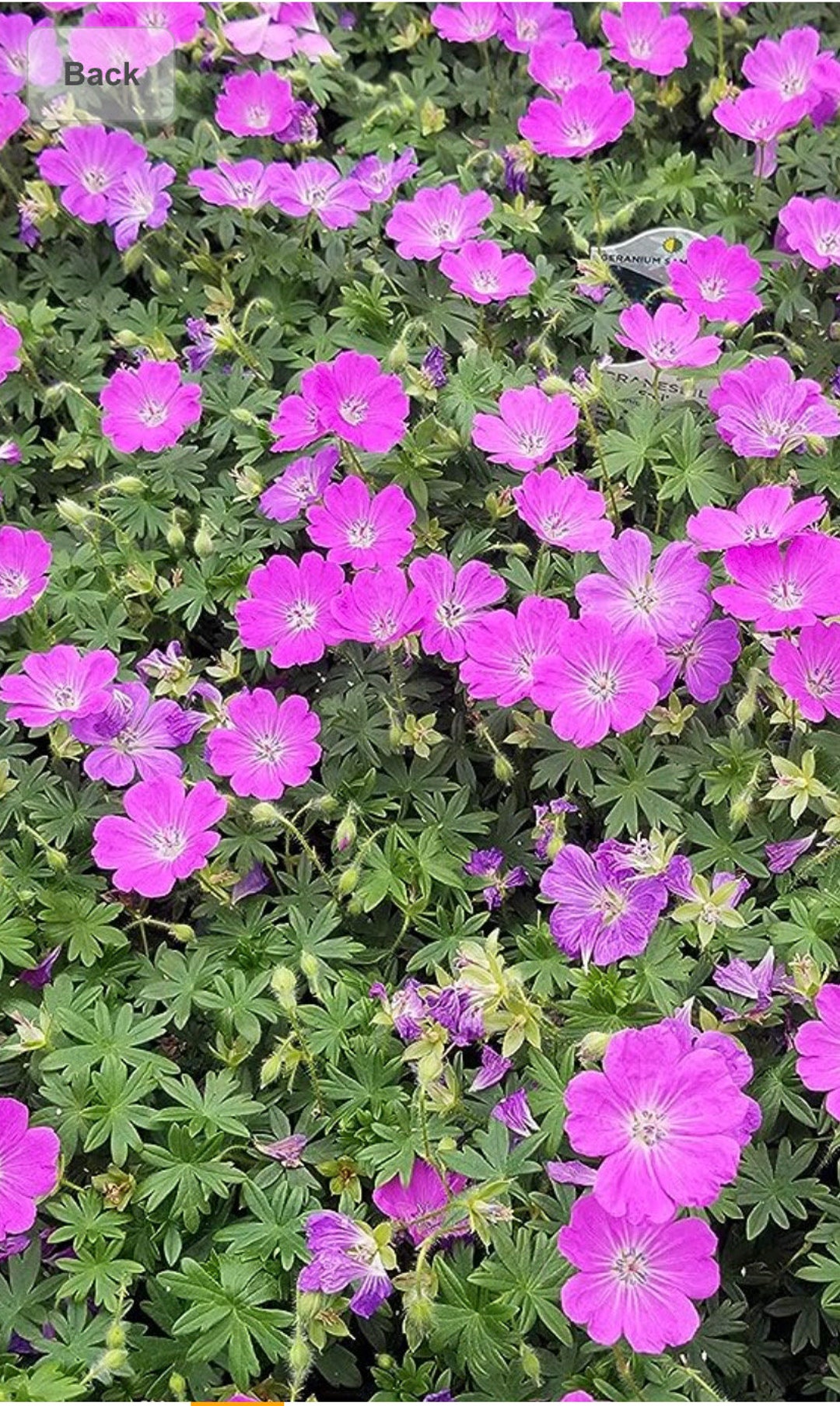 Geranium Cranesbill Wild Geranium Flower Seeds Heirloom USA NJ Seller ...