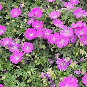 Geranium Cranesbill Wild Geranium flower Seeds Heirloom USA NJ Seller check my store for largest selection